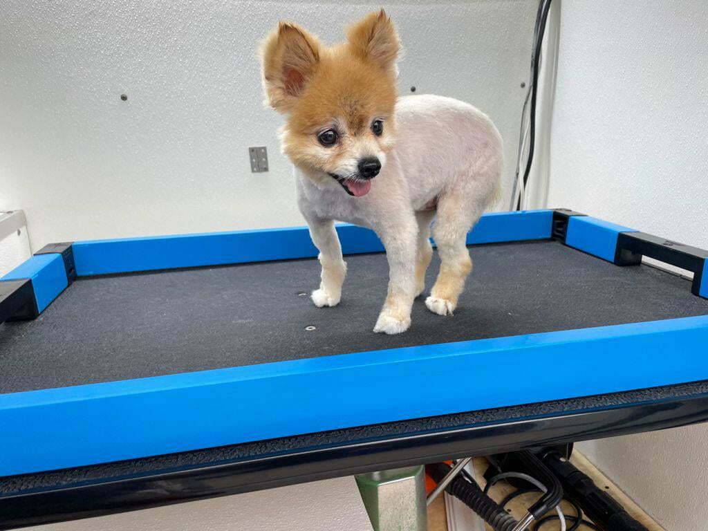 Our product The Dogs Frame in Use - Mobile Pet Salon