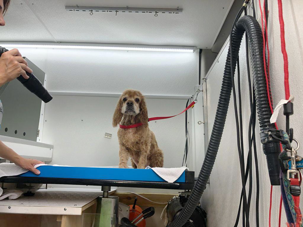 Our product The Dogs Frame in Use - Mobile Pet Salon